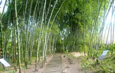 Centro Nacional para el Estudio del Bambú - Guadua