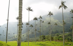 Valle de Cocora